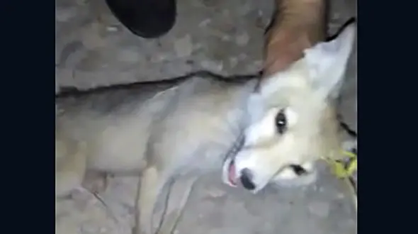 فیلم شکنجه روباه لاغر اندام بخاطر خوردن مرغ های خانگی ! / این مرد راباید شرم کند !