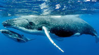تشریح آوازخوانی نهنگ ها