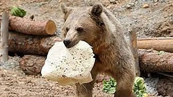 نحوه تامین غذای خرس ها در تابستان + فیلم