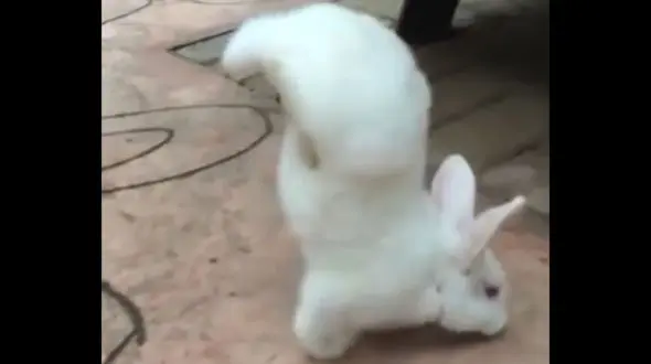 خرگوش ورزشکار رو ببین / فیلم