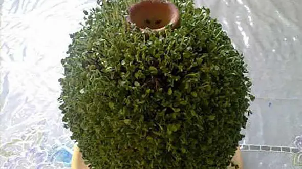 آموزش سبزه کوزه ای برای نوروز + فیلم