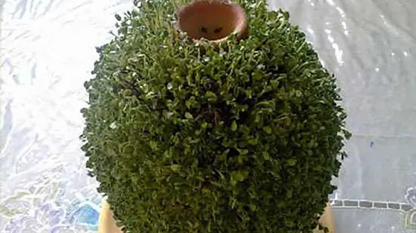 آموزش سبزه کوزه ای برای نوروز + فیلم