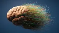 زوال عقل در کمین این افراد است؛ آیا شما هم جزوشان هستید؟
