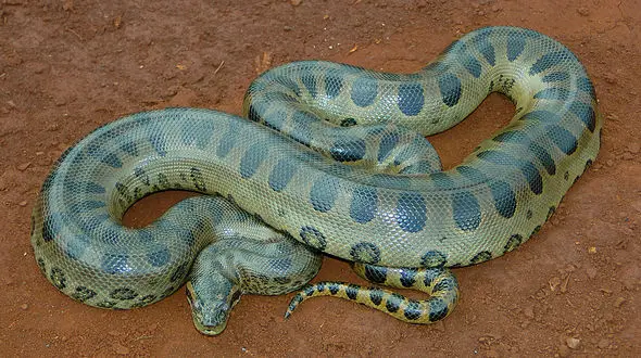 فیلم وحشتناک از بلعیدن یک انسان به طور کامل توسط مار پیتون / ببینید