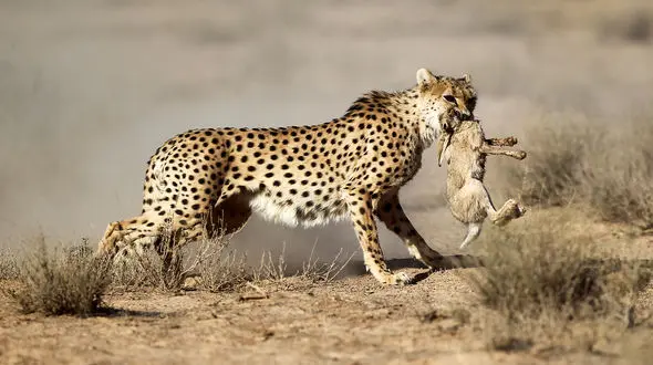 نامه سرگشاده به مردم ایران؛ یوز ایرانی روی مرز حذف شدن است / نیازمند مثلت علم،مدیریت درست و مشارکت مردم 