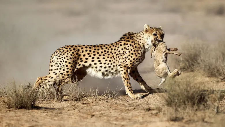 نامه سرگشاده به مردم ایران؛ یوز ایرانی روی مرز حذف شدن است / نیازمند مثلت علم،مدیریت درست و مشارکت مردم 