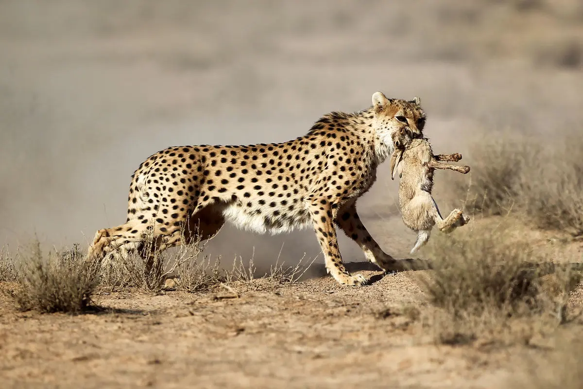 شناسایی ۱۰ یوز جدید آسیایی در ایران