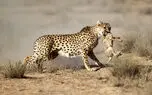 خاک‌ خوری میلیاردی در پناهگاه یوزپلنگ‌ها  / از تجربه موفق «کوشکی» تا بلاتکلیفی سایت ۲۵۰ هکتاری + فیلم