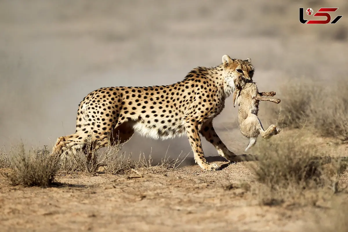 نامه سرگشاده به مردم ایران؛ یوز ایرانی روی مرز حذف شدن است / نیازمند مثلت علم،مدیریت درست و مشارکت مردم 