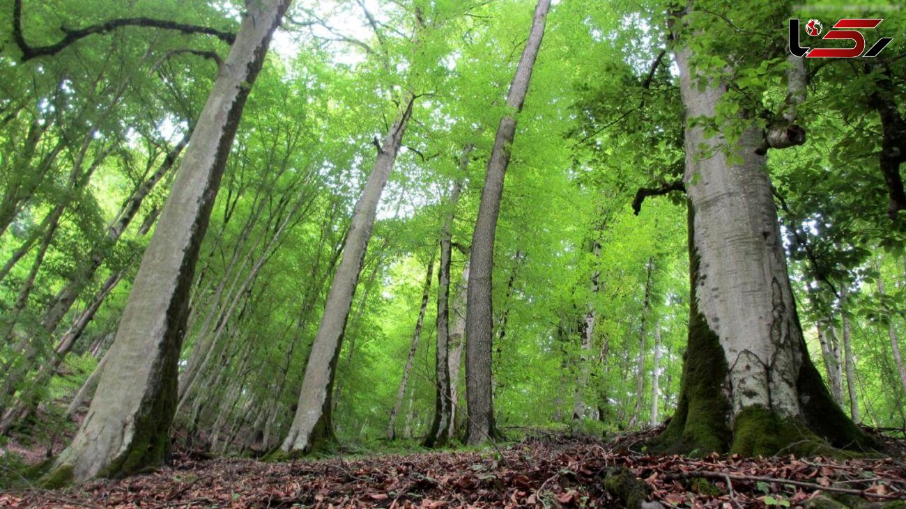 اعلام مخالفت محیط زیست با ساخت جاده "ماشلک" در دل جنگل های هیرکانی 