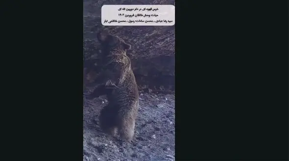 خرس قهوه‌ ای در منطقه شکار ممنوع طالقان 