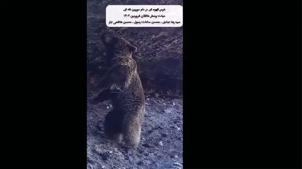 خرس قهوه‌ ای در منطقه شکار ممنوع طالقان 