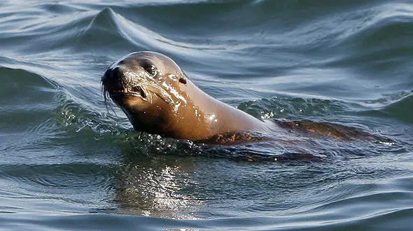 ماهیگیران  یک شیر دریایی را نجات دادند + فیلم