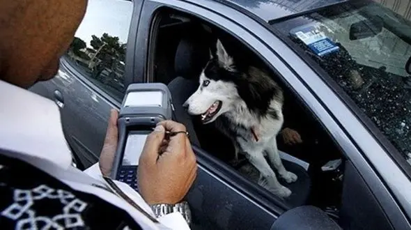 هشدار پلیس پایتخت به سگ‌گردانی لاکچری با خودرو / خودروها توقیف می‌شوند