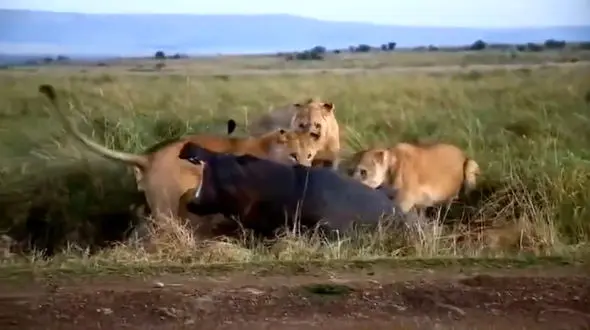 فیلم شکار اسب آبی توسط شیرهای ماده در آفریقا