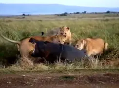 فیلم شکار اسب آبی توسط شیرهای ماده در آفریقا