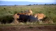 فیلم شکار اسب آبی توسط شیرهای ماده در آفریقا