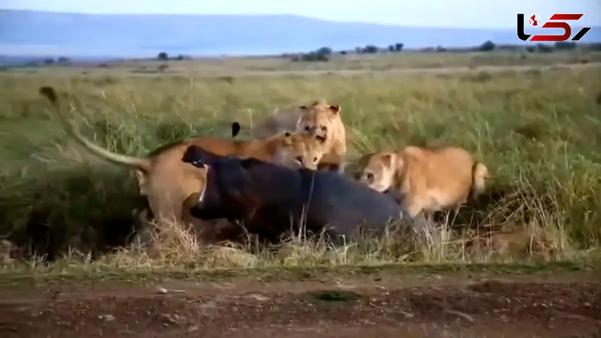 فیلم شکار اسب آبی توسط شیرهای ماده در آفریقا