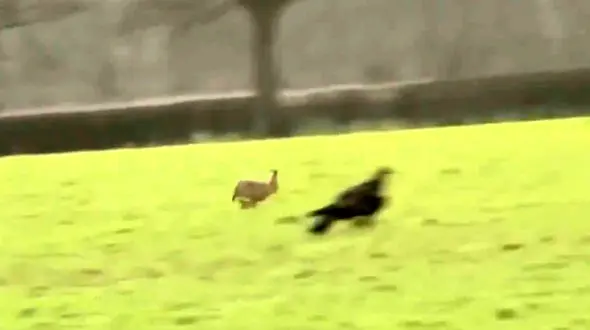 فرار حیرت انگیز خرگوش از چنگال عقاب تیزبین / شکارچی زمین گیر شد! + فیلم