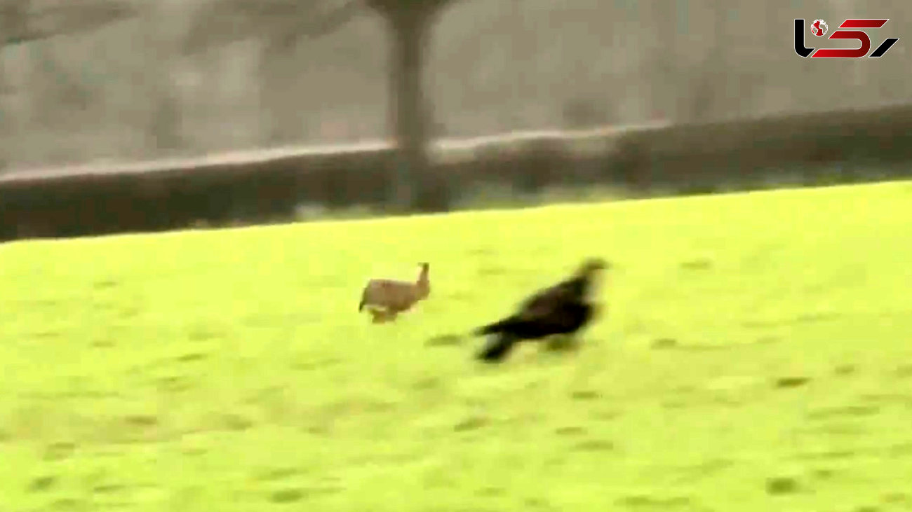 فرار حیرت انگیز خرگوش از چنگال عقاب تیزبین / شکارچی زمین گیر شد! + فیلم