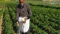 رکورد تأمین و تدارک کود کشاورزی ازته در استان همدان