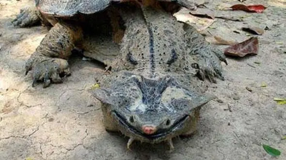 کشف لاک پشت 76 میلیون ساله/فسیلی از عصر دایناسورها