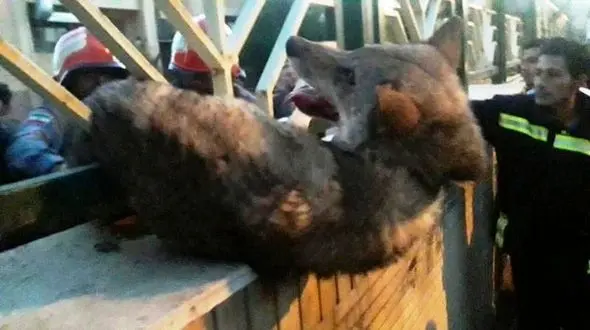 گرگی که با پرسه زدن در سلماس این شهر را بهم ریخت + عکس