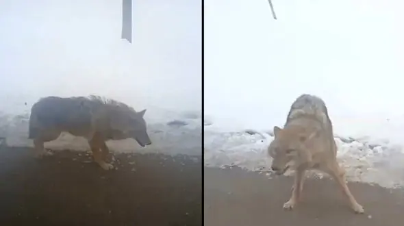 گـرگ وحشی صورت مرد شیروانی را خورد !