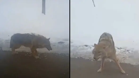 حیوانات وحشی به 9 نفر در همدان حمله کردند / از سگ و گرگ تا شغال