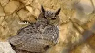 مشاهده «شاه‌بوف» در منطقه شکار ممنوع ارم بوشهر ثبت شد