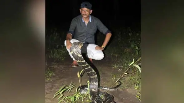 شکار شاه مار کبری غول پیکر توسط ماموران جنگلبانی + فیلم