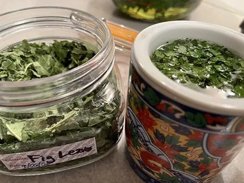 چای با برگ انجیر