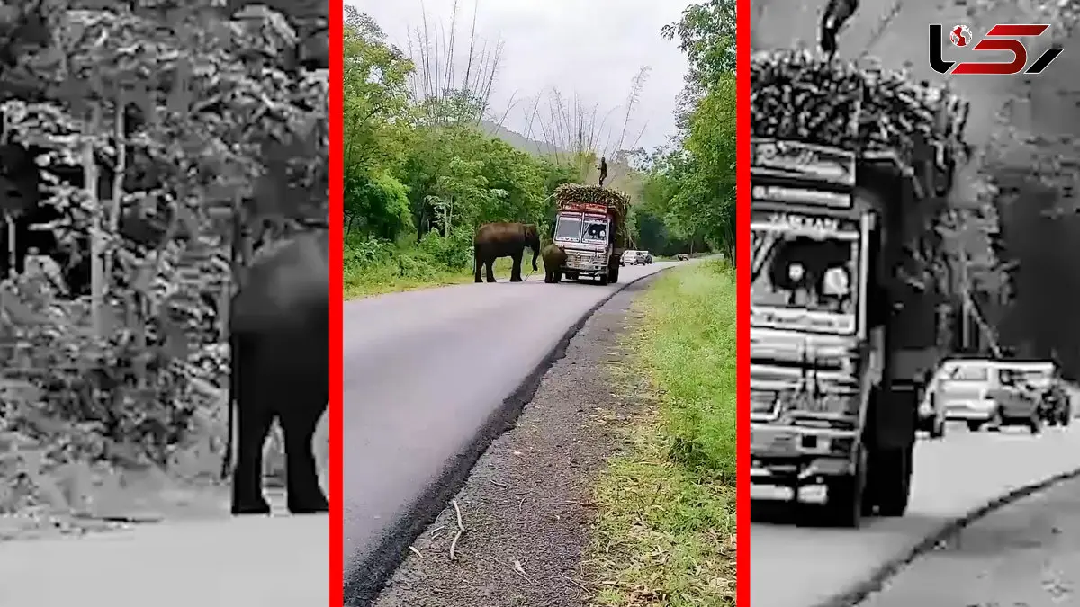 فیلم زورگیری فیل ها از کامیون‌