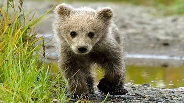 نجات یک خرس در کوه به شیوه‌ای خطرناک + فیلم