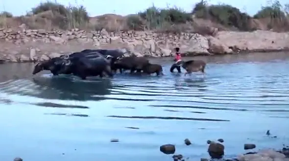 بازی با جان گاومیش‌ها در روستای خوزستان + فیلم