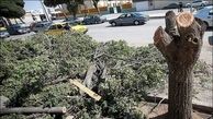 فیلم قطع درختان تنومند پارک کوی خرسی / کاهش سرانه فضای سبز اهواز 