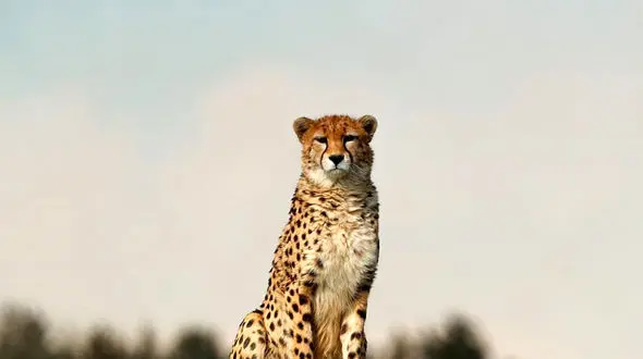 واکنش سازمان محیط زیست به اخبار بارداری "ایران" و فنس‌کشی جاده عباس‌آباد ـ میامی