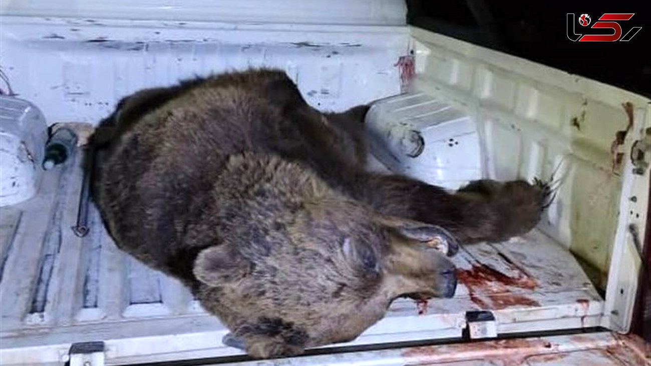مرگ تلخ خرس قهوه ای در تصادف جاده ای / در کرمانشاه رخ داد + عکس