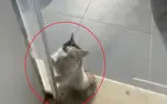 از فاجعه ای که  حواس پرتی راننده کامیون رقم زد تا نجات لاک پشت غول پیکر + 10 فیلم حادثه ای 