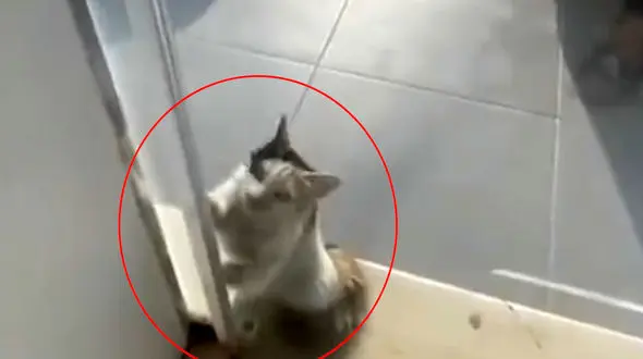 از فاجعه ای که  حواس پرتی راننده کامیون رقم زد تا نجات لاک پشت غول پیکر + 10 فیلم حادثه ای 