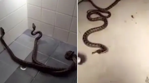درگیری مارهای پیتون در حمام خانه‌ زن جوان! + فیلم