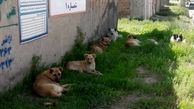 محاصره مرکز بهداشت ودرمان شماره ۱ هشترود توسط سگهای ولگرد