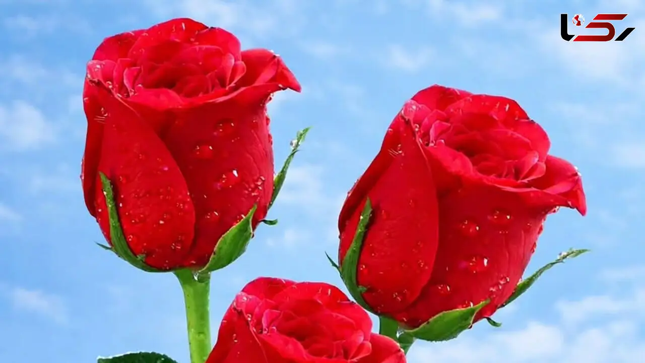 فال ابجد امروز 29 خرداد 1405