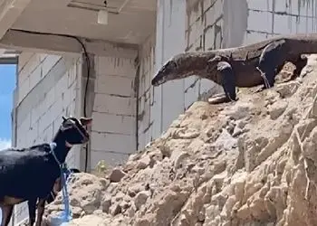 فیلم/ مستند حیات وحش؛ کومودو هفت خط برای بلع بز کوه هارو نوردید