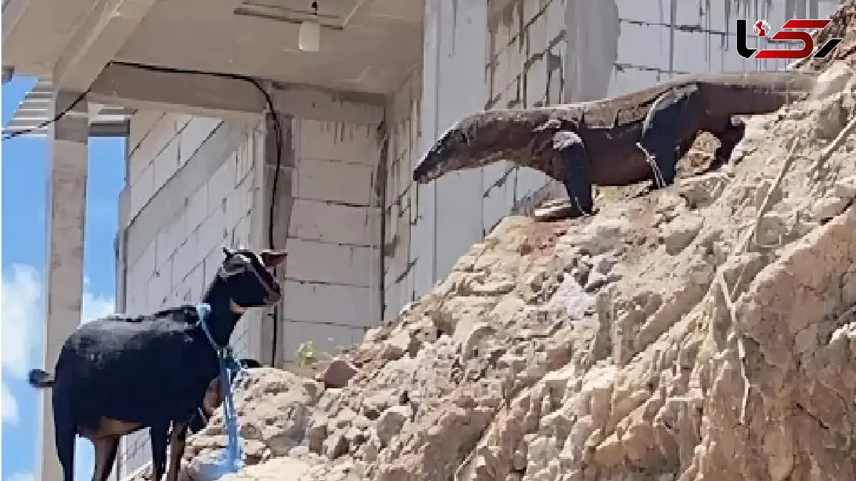 فیلم/ مستند حیات وحش؛ کومودو هفت خط برای بلع بز کوه هارو نوردید