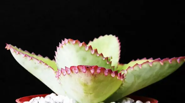 خواص درمانی گیاه اشک تمساح