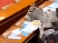 فیلم ورود غیرمنتظره یک الاغ به پارلمان پاکستان
