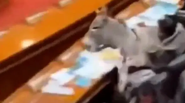 فیلم ورود غیرمنتظره یک الاغ به پارلمان پاکستان
