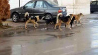 سگ های ولگرد در کدام مناطق تهران بیشتر هستند؟