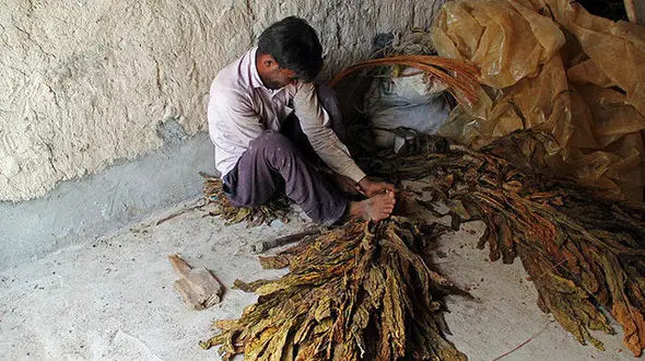 توتون و تنباکو از ممنوعیت واردات تا افزایش صادرات